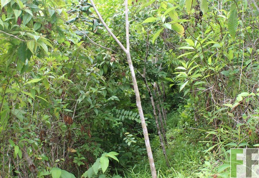 Finca Santa Cruz II 2019