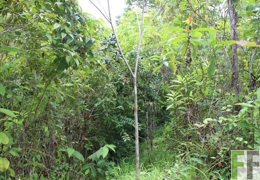 Finca Santa Cruz II 2019