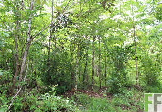 Finca Santa Cruz II 2019