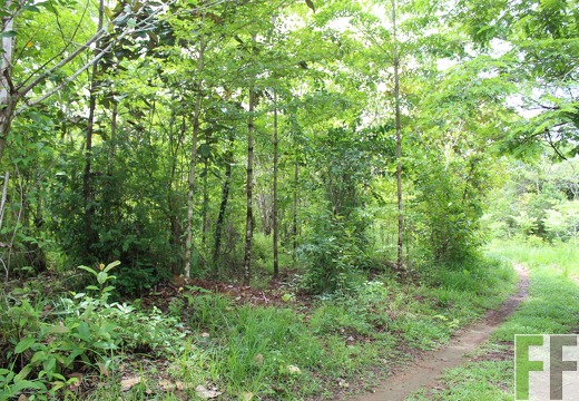 Finca Santa Cruz II 2019