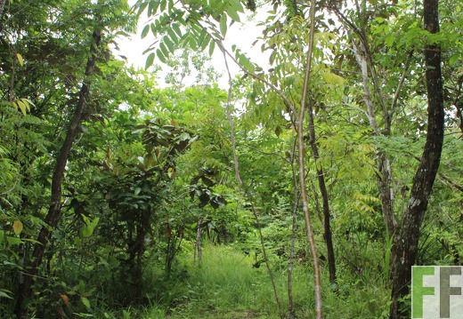 Finca Santa Cruz II 2019