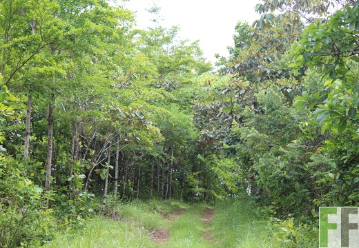 Finca Santa Cruz II 2019