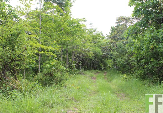 Finca Santa Cruz II 2019