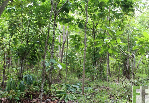 Finca Santa Cruz II 2019