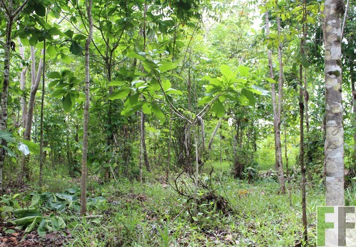 Finca Santa Cruz II 2019