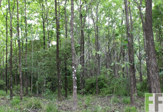 Finca Santa Cruz I 2019