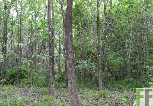 Finca Santa Cruz I 2019