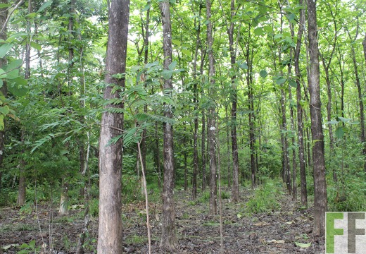 Finca Santa Cruz I 2019