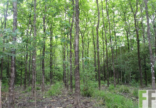 Finca Santa Cruz I 2019