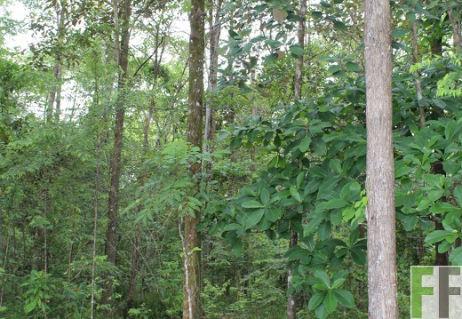 Finca Santa Cruz I 2019