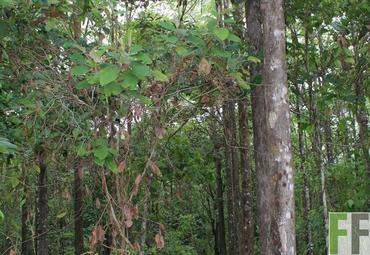 Finca Santa Cruz I 2019