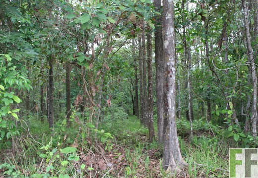 Finca Santa Cruz I 2019