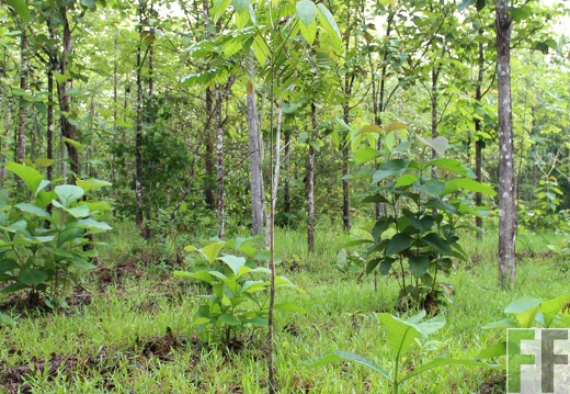 Finca San Juan VI 2019