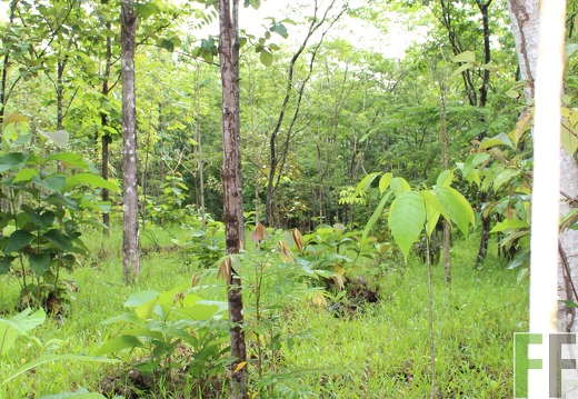 Finca San Juan VI 2019