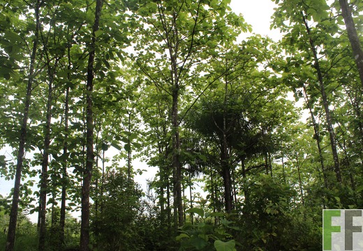 Finca San Juan VI 2019