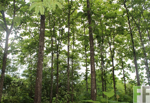 Finca San Juan VI 2019