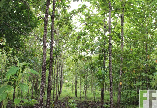 Finca San Juan V 2019