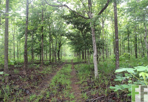 Finca San Juan IV 2019