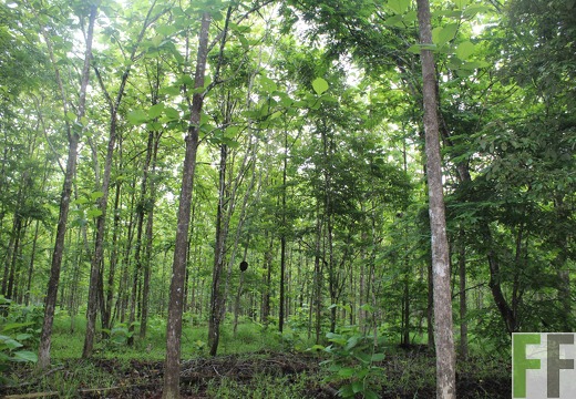 Finca San Juan IV 2019