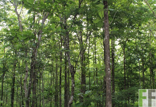 Finca San Juan IV 2019