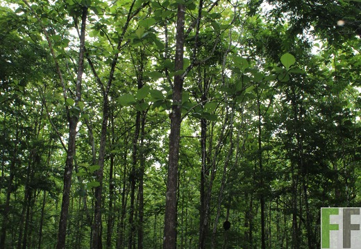 Finca San Juan IV 2019