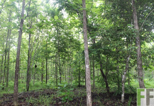 Finca San Juan IV 2019