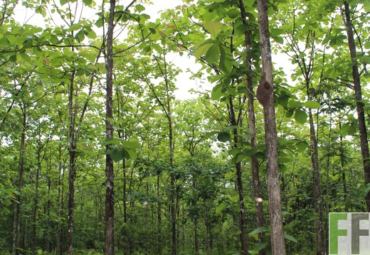 Finca San Juan III 2019