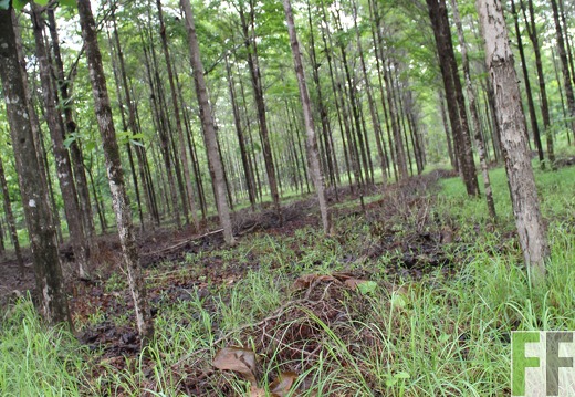 Finca San Juan III 2019