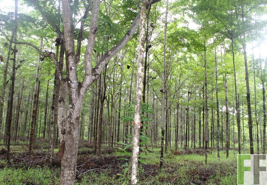 Finca San Juan III 2019