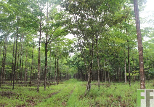 Finca San Juan III 2019