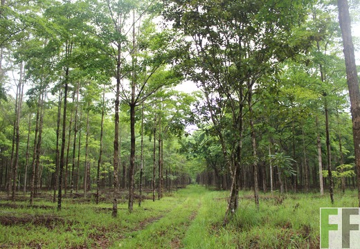 Finca San Juan III 2019