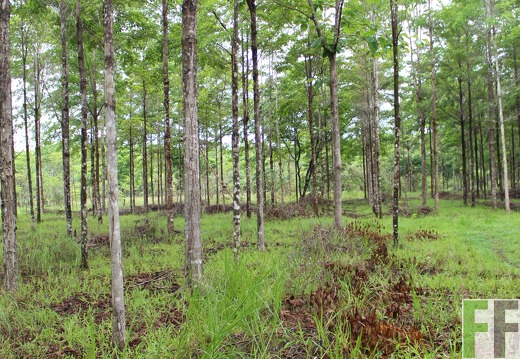 Finca San Juan III 2019