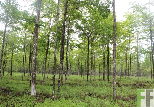 Finca San Juan III 2019