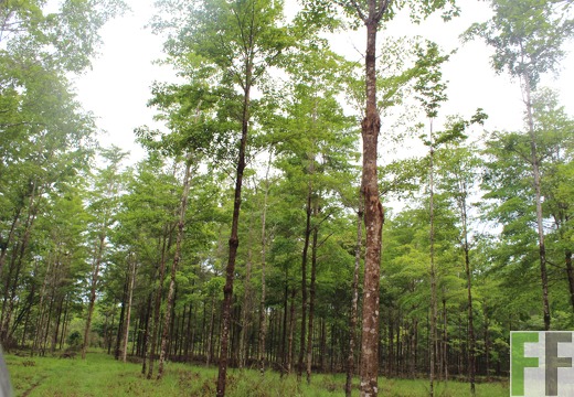 Finca San Juan III 2019