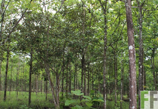 Finca San Juan III 2019