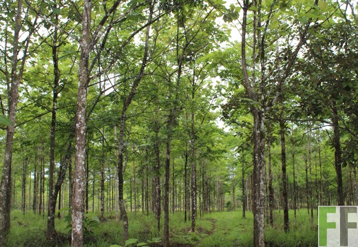 Finca San Juan III 2019