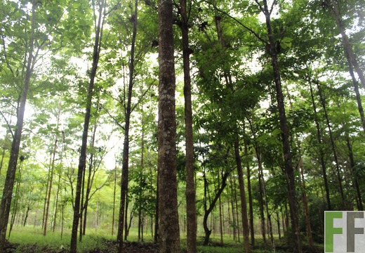 Finca San Juan II 2019