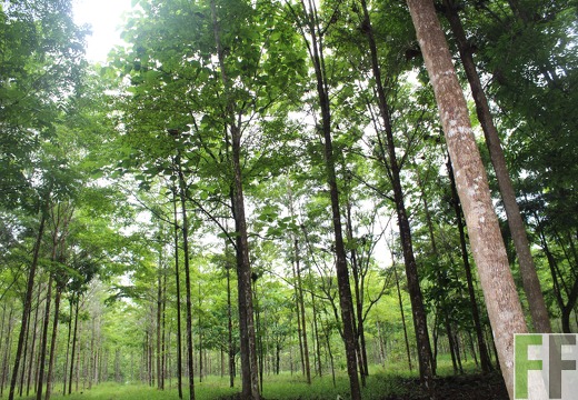 Finca San Juan II 2019