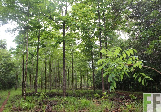 Finca San Juan II 2019