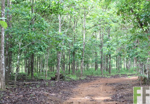 Finca San Juan I 2019