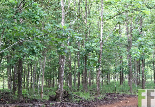 Finca San Juan I 2019