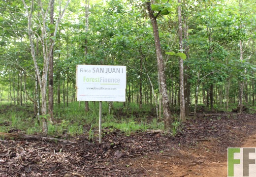 Finca San Juan I 2019