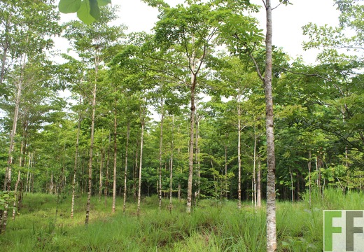 Finca San Juan I 2019