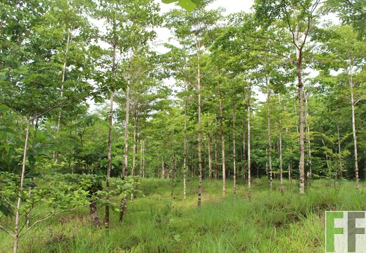 Finca San Juan I 2019