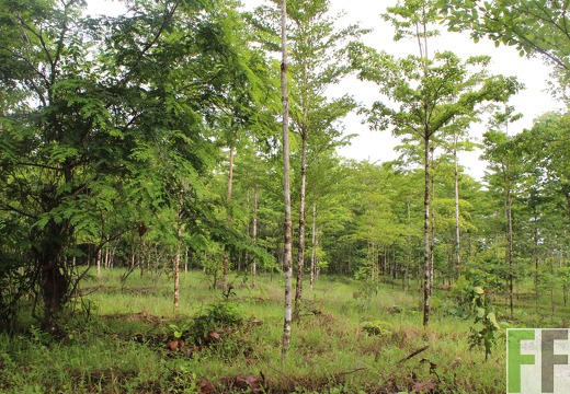 Finca San Juan I 2019