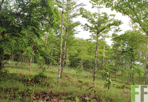 Finca San Juan I 2019