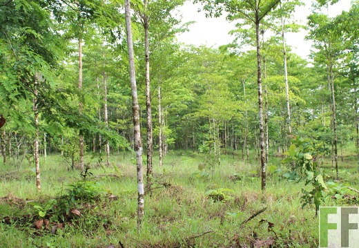 Finca San Juan I 2019