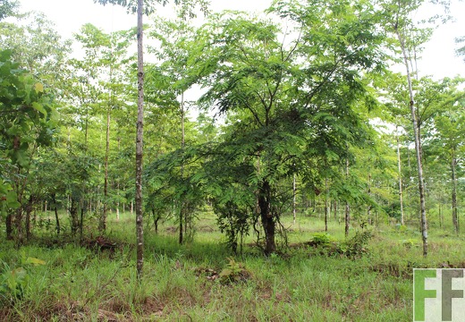 Finca San Juan I 2019