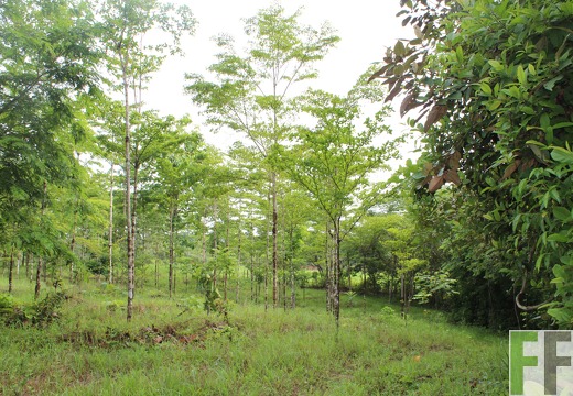 Finca San Juan I 2019