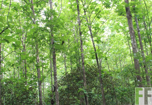 Finca San Juan I 2019